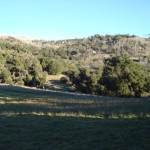 Upper Meadow